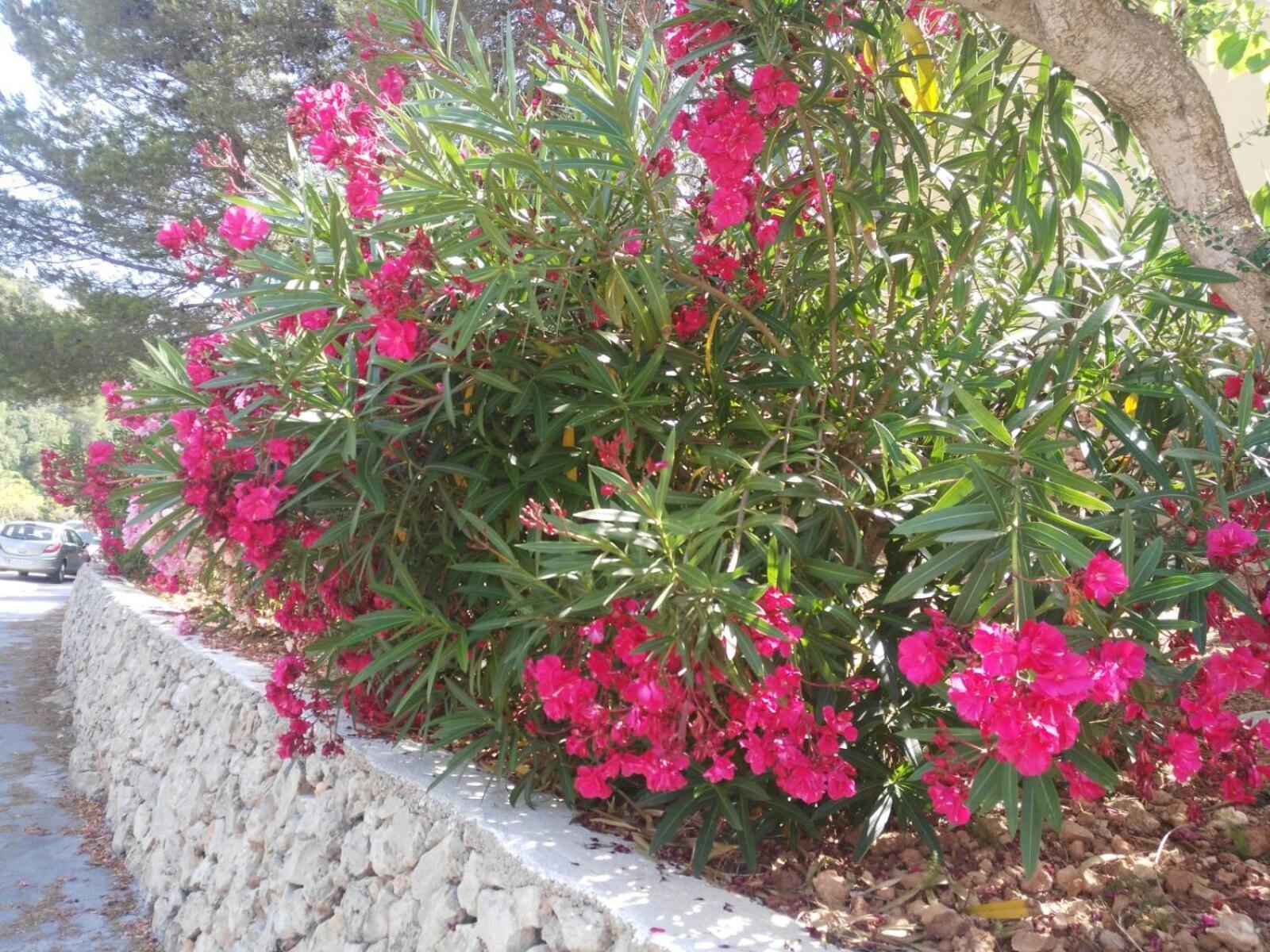 Cala Galdana Beach المظهر الخارجي الصورة